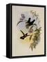 Sun Angel, Heliangelus Clariss?-John Gould-Framed Stretched Canvas