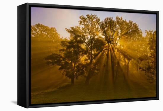 Sun Beams Passing Through Misty Trees, Montezuma National Wildlife Refuge, New York, Usa-Marie Read-Framed Stretched Canvas