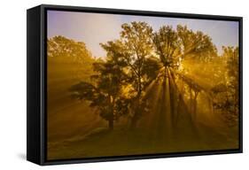 Sun Beams Passing Through Misty Trees, Montezuma National Wildlife Refuge, New York, Usa-Marie Read-Framed Stretched Canvas