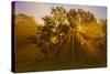 Sun Beams Passing Through Misty Trees, Montezuma National Wildlife Refuge, New York, Usa-Marie Read-Stretched Canvas