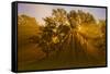 Sun Beams Passing Through Misty Trees, Montezuma National Wildlife Refuge, New York, Usa-Marie Read-Framed Stretched Canvas