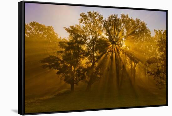 Sun Beams Passing Through Misty Trees, Montezuma National Wildlife Refuge, New York, Usa-Marie Read-Framed Stretched Canvas