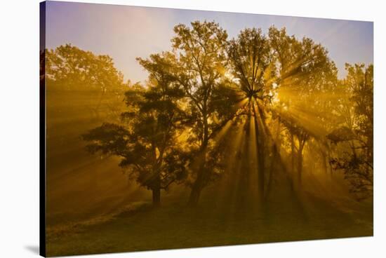 Sun Beams Passing Through Misty Trees, Montezuma National Wildlife Refuge, New York, Usa-Marie Read-Stretched Canvas