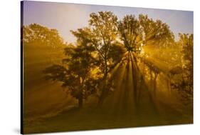 Sun Beams Passing Through Misty Trees, Montezuma National Wildlife Refuge, New York, Usa-Marie Read-Stretched Canvas