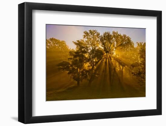 Sun Beams Passing Through Misty Trees, Montezuma National Wildlife Refuge, New York, Usa-Marie Read-Framed Photographic Print