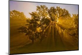 Sun Beams Passing Through Misty Trees, Montezuma National Wildlife Refuge, New York, Usa-Marie Read-Mounted Photographic Print