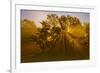 Sun Beams Passing Through Misty Trees, Montezuma National Wildlife Refuge, New York, Usa-Marie Read-Framed Photographic Print