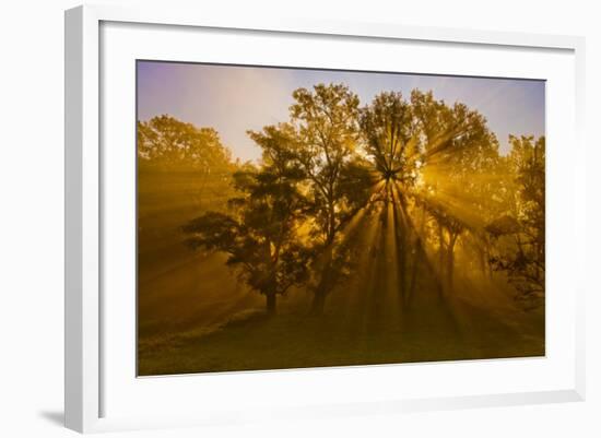 Sun Beams Passing Through Misty Trees, Montezuma National Wildlife Refuge, New York, Usa-Marie Read-Framed Photographic Print