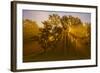 Sun Beams Passing Through Misty Trees, Montezuma National Wildlife Refuge, New York, Usa-Marie Read-Framed Photographic Print