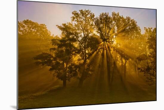 Sun Beams Passing Through Misty Trees, Montezuma National Wildlife Refuge, New York, Usa-Marie Read-Mounted Photographic Print