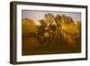 Sun Beams Passing Through Misty Trees, Montezuma National Wildlife Refuge, New York, Usa-Marie Read-Framed Photographic Print