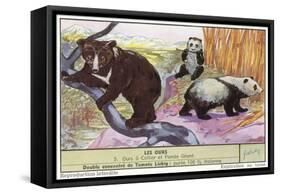 Sun Bear and Giant Panda-null-Framed Stretched Canvas