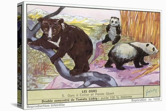 Sun Bear and Giant Panda-null-Stretched Canvas