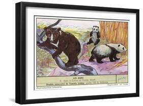 Sun Bear and Giant Panda-null-Framed Premium Giclee Print