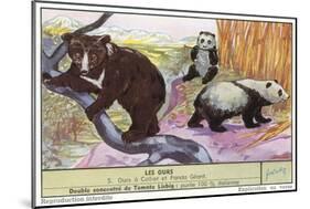 Sun Bear and Giant Panda-null-Mounted Premium Giclee Print