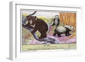 Sun Bear and Giant Panda-null-Framed Art Print