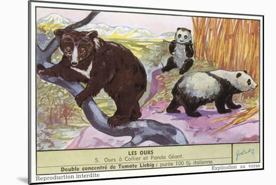 Sun Bear and Giant Panda-null-Mounted Art Print