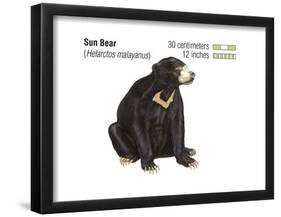 Sun Bear (Helarctos Malayanus), Mammals-Encyclopaedia Britannica-Framed Poster