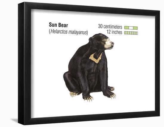 Sun Bear (Helarctos Malayanus), Mammals-Encyclopaedia Britannica-Framed Poster