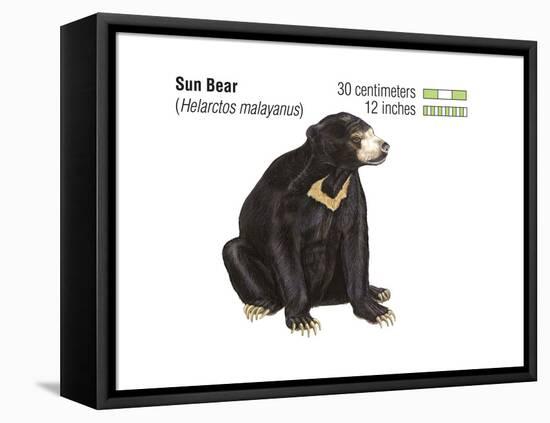 Sun Bear (Helarctos Malayanus), Mammals-Encyclopaedia Britannica-Framed Stretched Canvas