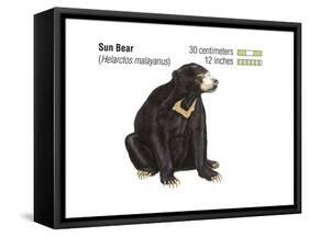 Sun Bear (Helarctos Malayanus), Mammals-Encyclopaedia Britannica-Framed Stretched Canvas