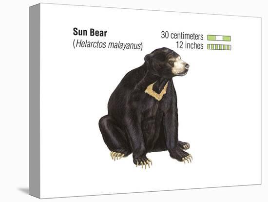 Sun Bear (Helarctos Malayanus), Mammals-Encyclopaedia Britannica-Stretched Canvas