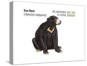 Sun Bear (Helarctos Malayanus), Mammals-Encyclopaedia Britannica-Stretched Canvas