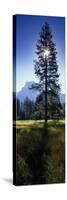 Sun Behind Pine Tree, Half Dome, Yosemite Valley, California, USA-null-Stretched Canvas