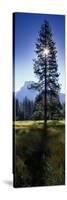 Sun Behind Pine Tree, Half Dome, Yosemite Valley, California, USA-null-Stretched Canvas