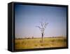 Sun-Bleached Tree in Savuti Marsh, Botswana-Paul Souders-Framed Stretched Canvas