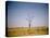 Sun-Bleached Tree in Savuti Marsh, Botswana-Paul Souders-Stretched Canvas