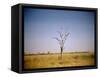 Sun-Bleached Tree in Savuti Marsh, Botswana-Paul Souders-Framed Stretched Canvas