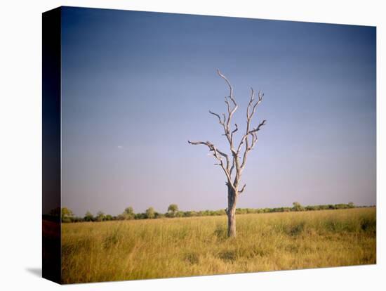 Sun-Bleached Tree in Savuti Marsh, Botswana-Paul Souders-Stretched Canvas