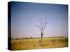 Sun-Bleached Tree in Savuti Marsh, Botswana-Paul Souders-Stretched Canvas