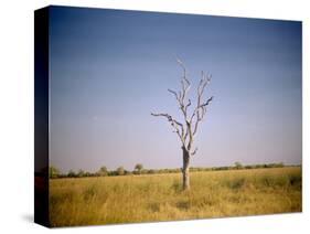 Sun-Bleached Tree in Savuti Marsh, Botswana-Paul Souders-Stretched Canvas