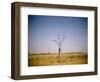 Sun-Bleached Tree in Savuti Marsh, Botswana-Paul Souders-Framed Photographic Print