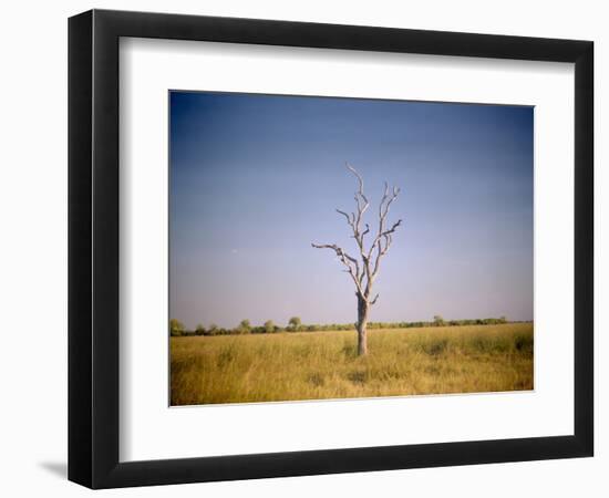 Sun-Bleached Tree in Savuti Marsh, Botswana-Paul Souders-Framed Photographic Print