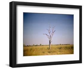 Sun-Bleached Tree in Savuti Marsh, Botswana-Paul Souders-Framed Photographic Print