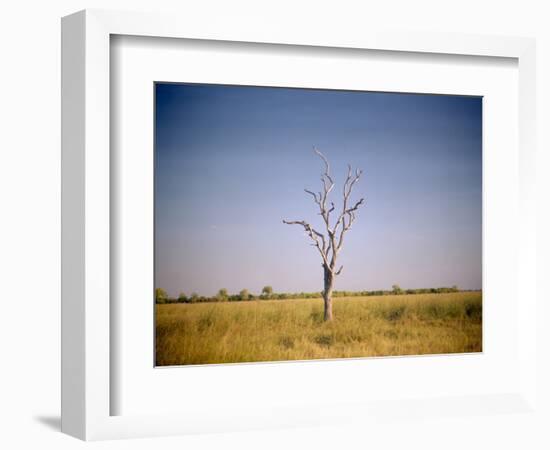 Sun-Bleached Tree in Savuti Marsh, Botswana-Paul Souders-Framed Photographic Print