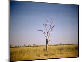 Sun-Bleached Tree in Savuti Marsh, Botswana-Paul Souders-Mounted Photographic Print