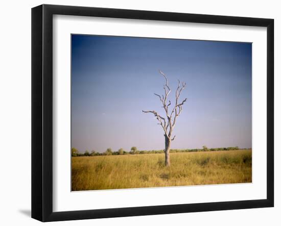 Sun-Bleached Tree in Savuti Marsh, Botswana-Paul Souders-Framed Photographic Print