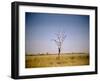 Sun-Bleached Tree in Savuti Marsh, Botswana-Paul Souders-Framed Photographic Print