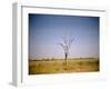 Sun-Bleached Tree in Savuti Marsh, Botswana-Paul Souders-Framed Photographic Print