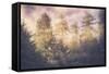 Sun Break Trees and Fog California Coast-Vincent James-Framed Stretched Canvas