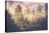 Sun Break Trees and Fog California Coast-Vincent James-Stretched Canvas