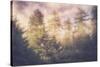 Sun Break Trees and Fog California Coast-Vincent James-Stretched Canvas