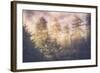 Sun Break Trees and Fog California Coast-Vincent James-Framed Photographic Print