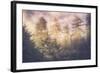 Sun Break Trees and Fog California Coast-Vincent James-Framed Photographic Print