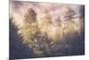 Sun Break Trees and Fog California Coast-Vincent James-Mounted Photographic Print