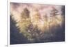 Sun Break Trees and Fog California Coast-Vincent James-Framed Photographic Print